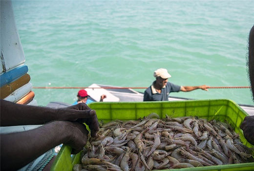 افزایش 10 هزار تنی تولید میگو در سال جاری