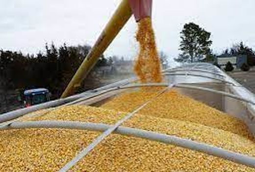 تخصیص سهمیه ذرت با استاندارد انسانی به کارخانجات در سامانه بازارگاه