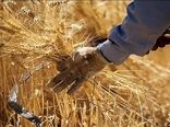 پیش بینی برداشت ٤٠٠ هزار تن گندم آبی و دیم در لرستان