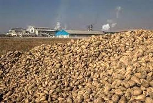 تولید بیش از 1.6 میلیون تن چغندر قند در آذربایجان غربی 