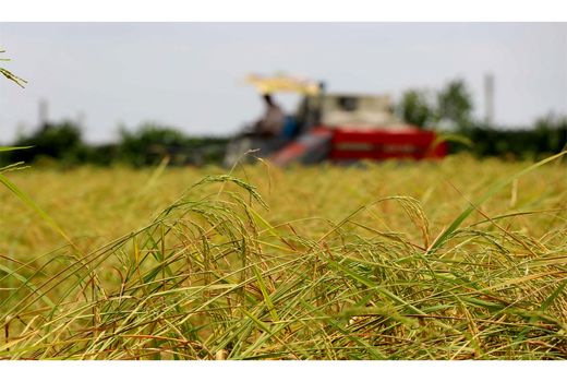 پیش‌بینی برداشت ۳۰۰ هزار تن شلتوک رتون و کشت مجدد در مازندران