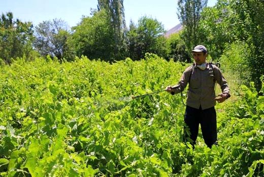 سمپاشی بموقع باغات انگور علیه بیماری سفیدک داخلی در خراسان شمالی