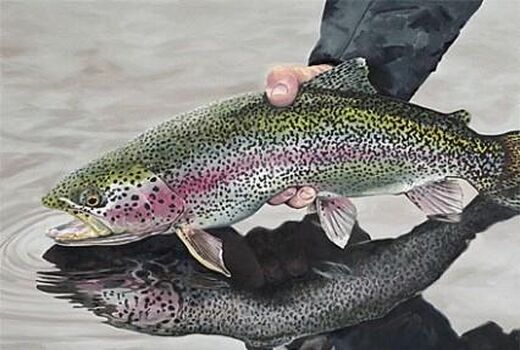 پایان صید ماهی سرد آبی در فراشبند