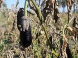 توزیع پنج تن کالای اساسی با نرخ دولتی در استان بوشهر