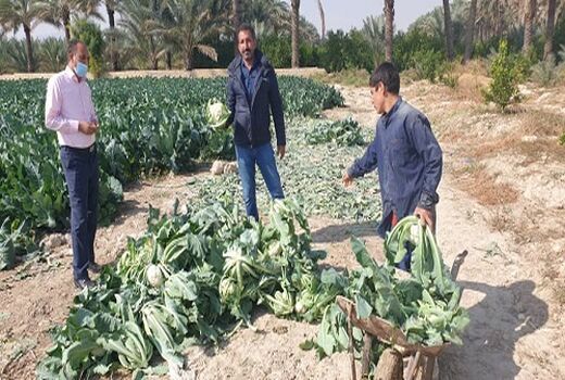 آغاز برداشت انواع کلم از مزارع قیروکارزین 