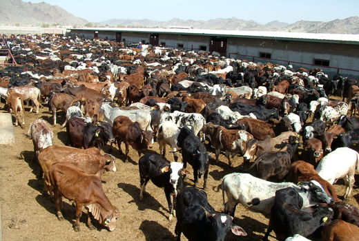 250 هزارراس دام درسیستان وبلوچستان واکسینه شدند