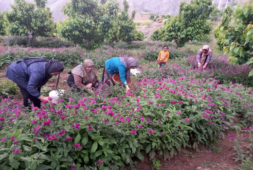 آغاز برداشت گل گاوزبان/ اراضی رجایی‌دشت قزوین به زیر کشت گیاه آرام‌بخش رفت