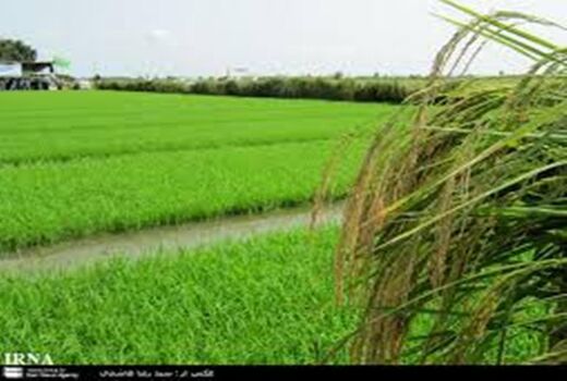 کشت مجدد و پرورش رتون در 31 هزار هکتار شالیزار بابل