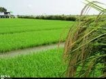 کشت مجدد و پرورش رتون در 31 هزار هکتار شالیزار بابل