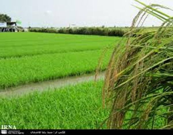 کشت مجدد و پرورش رتون در 31 هزار هکتار شالیزار بابل