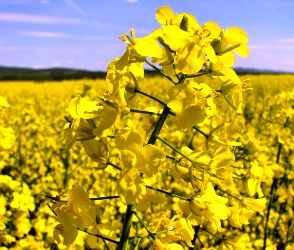 آغاز پایش کلزا در  سطح 1400 هکتار از اراضی کشاورزی استان مرکزی