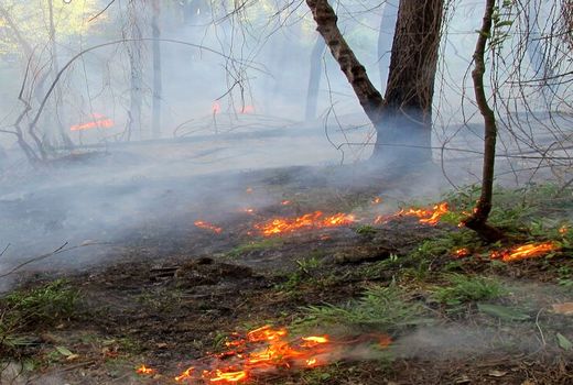 در نیمه نخست امسال، عرصه‌های طبیعی خراسان شمالی ۸۵ بار آتش گرفت