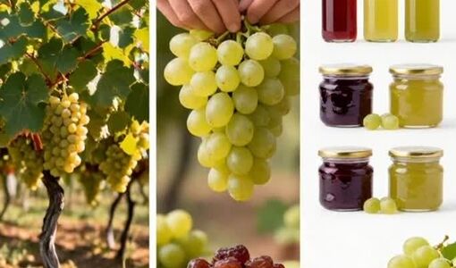 زنجیره ارزش انگور راهبردی برای افزایش درآمد تاکداران و توسعه صنایع تبدیلی