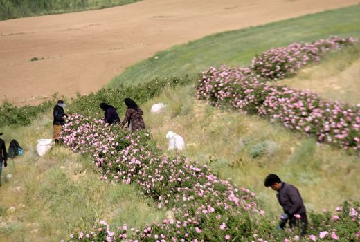 پیش‌بینی برداشت یک هزارتن گل محمدی در چهارمحال و بختیاری 