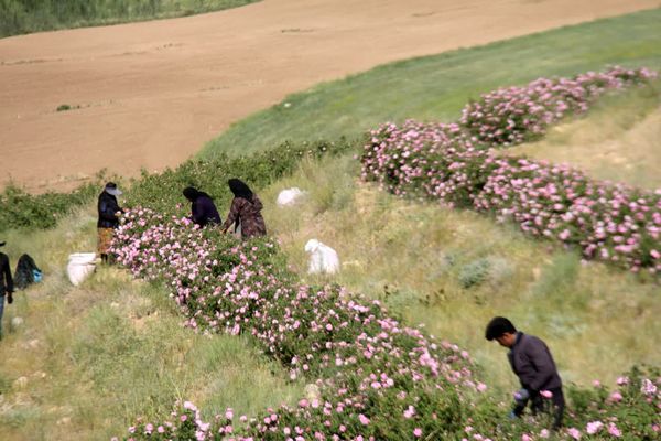 پیشبینی برداشت یک هزارتن گل محمدی در چهارمحال و بختیاری