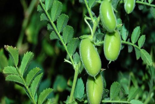 افزایش عملکرد و کاهش هزینه نخود با کشت پاییزه 