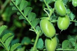 افزایش عملکرد و کاهش هزینه نخود با کشت پاییزه 