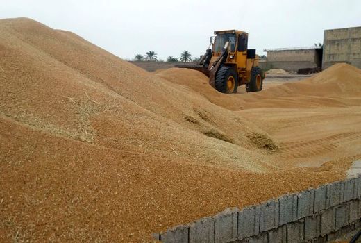 خرید بیش از 14 هزار تن گندم و کلزا در شادگان