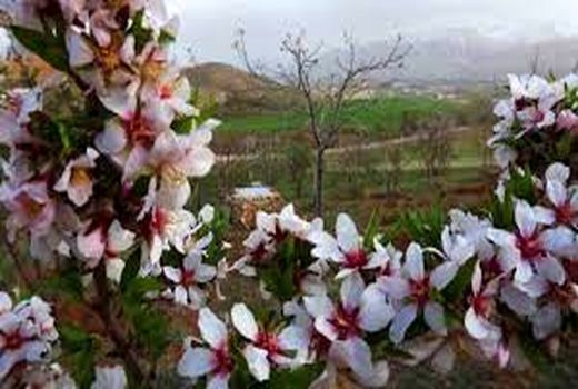  روش‌های مقابله با سرمازدگی در باغات سامان طراحی شد