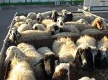 بیش از ۲۰۰ هزار راس دام زنده از خراسان شمالی خارج شد