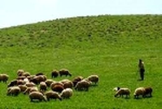 صدور کارت مجوز عبور دام در مراتع استان تهران