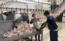 عرضه ۲۰۷ هزار تن گوشت طیور در کشتارگاه‌های رسمی کشور در تیر ۱۴۰۵