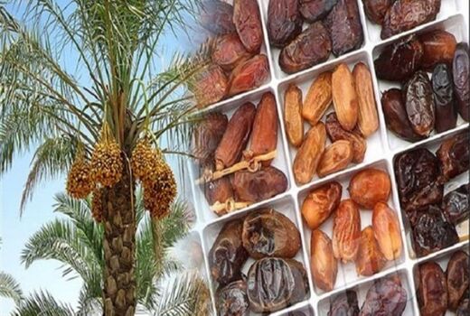 افزایش ۱۰ درصدی حجم تولید و کیفیت خرما در کشور