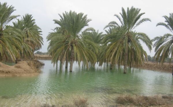 خسارت کشاورزان استان بوشهر در هیئت دولت بررسی و تصمیم‌گیری می‌شود