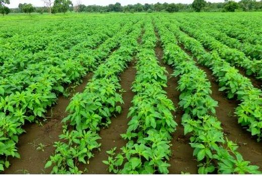 ساماندهی تولید بذر کنجد در استان بوشهر 