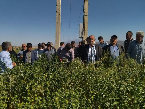 برگزاری روز مزرعه گلرنگ وکاملینا با هدف ترویج کشت دانه‌های روغنی در ورزقان 