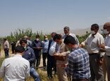 مقایسه چهار رقم گندم در قالب طرح PVS در مزارع کشاورزی شهرستان دماوند