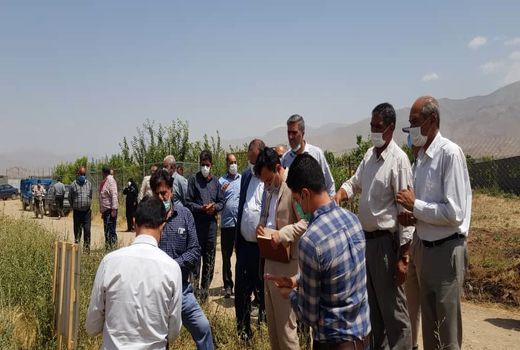 مقایسه چهار رقم گندم در قالب طرح PVS در مزارع کشاورزی شهرستان دماوند