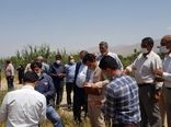 مقایسه چهار رقم گندم در قالب طرح PVS در مزارع کشاورزی شهرستان دماوند