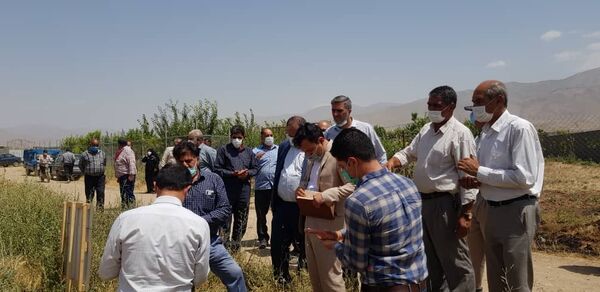 مقایسه چهار رقم گندم در قالب طرح PVS در مزارع کشاورزی شهرستان دماوند