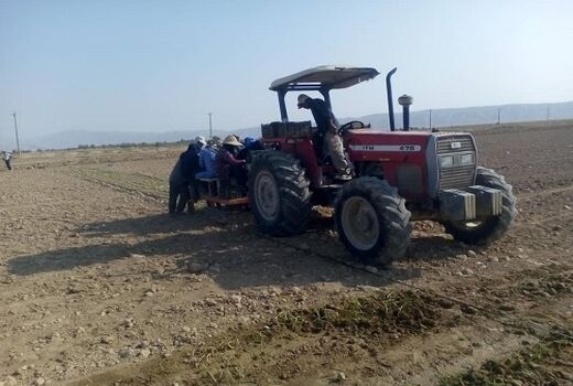 کاشت مکانیزه پیاز برای اولین بار در خنج 