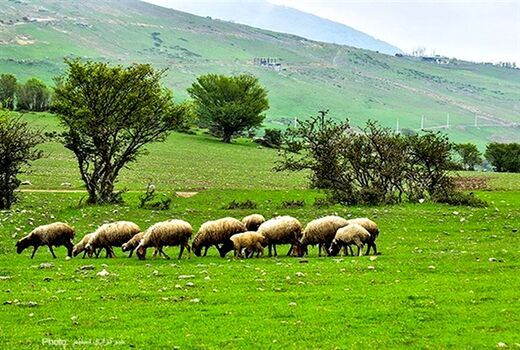 آینده تنوع زیستی در دستان کشاورزان آگاه
