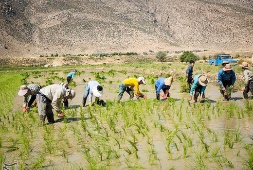 الگوی جدید کشت برنج؛ گامی رو به جلو در مدیریت آب و امنیت غذایی