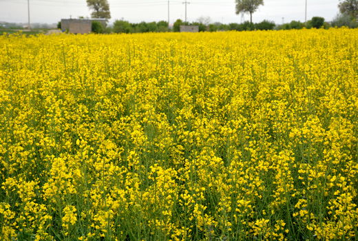 کشت ۲ هزار هکتاری کلزا در شهرستان تبریز