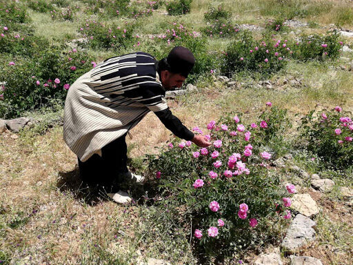توسعه کوهرنگ با کشت گیاهان دارویی 