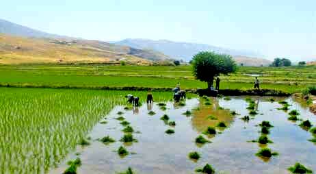 پیش‌بینی برداشت بیش از ۵ تن برنج در هر هکتار از شالیزارهای سیروان