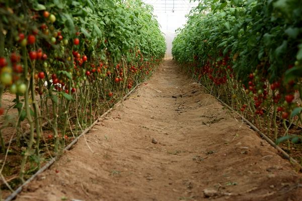 ایجاد زنجیره تولید در کنار توسعه گلخانه‌های شهرستان درمیان