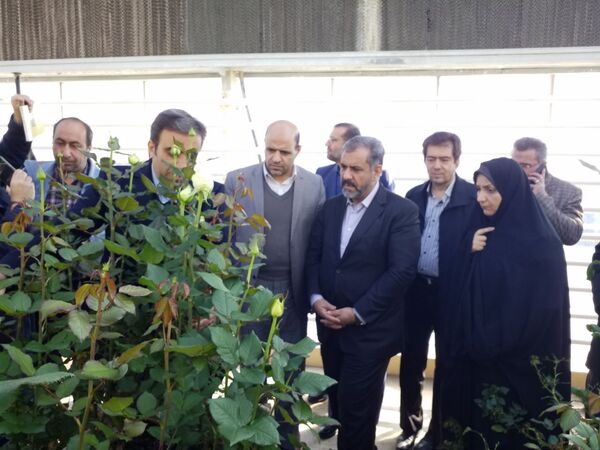 اشتغال‌زایی برای 110 نفر در گلخانه گل رز آبیک