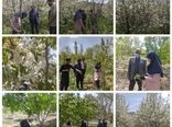 ردیابی کرم خراط و مگس میوه مدیترانه‌ای در شهرستان بردسیر