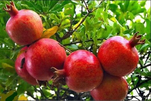 افزایش ۲۰ درصدی تولید انار در آذربایجان غربی