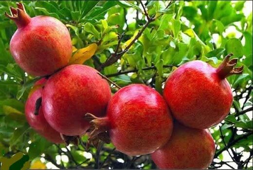 افزایش ۲۰ درصدی تولید انار در آذربایجان غربی