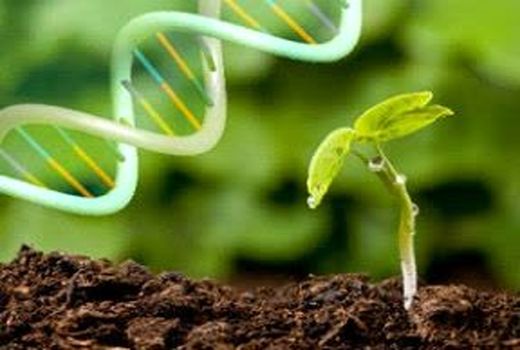 مشارکت بین‌المللی پژوهشگران صفی‌آباد در تألیف کتاب تولید گیاهان مقاوم به بیماری