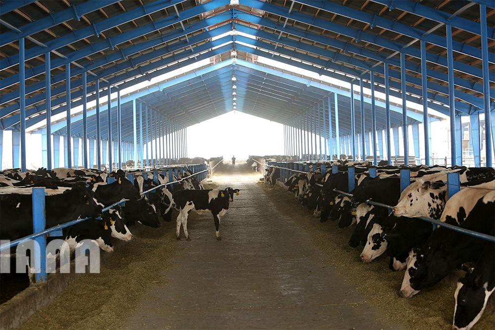 گاوداری هزار راسی ایلام