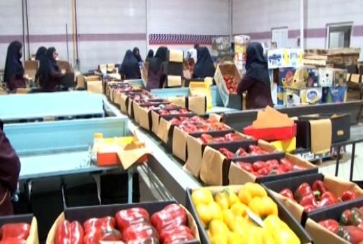 «تیران» و «کرون» قطب تولید محصولات گلخانه‌ای در اصفهان