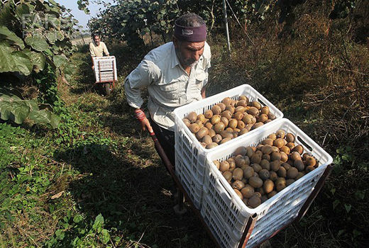 صدور کیوی از امروز ممنوع شد