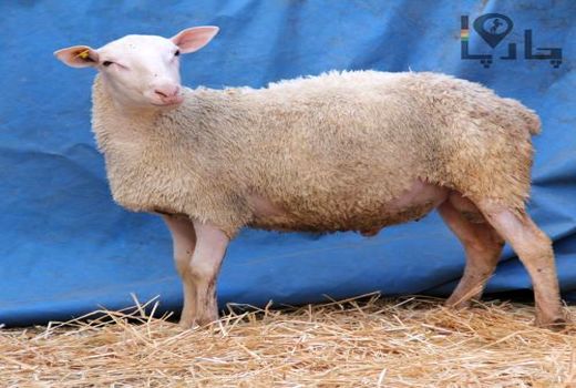 بازدید مسئول حوزه نمایندگی ولی فقیه در سازمان جهاد کشاورزی استان کرمان از طرح درحال احداث گوسفند پرتولید رومن با محوریت شعارسال